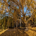 Fall arrived in our front yard 